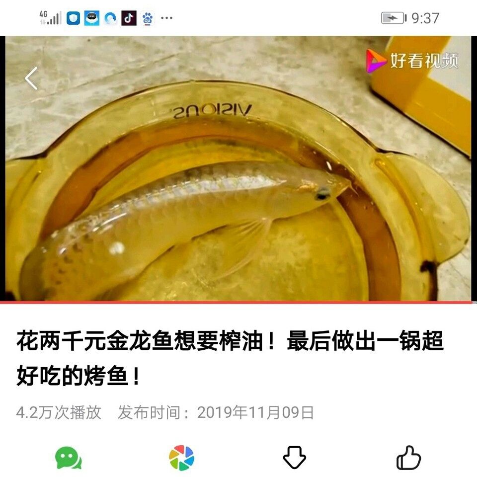 可恶啊 观赏鱼论坛 第2张