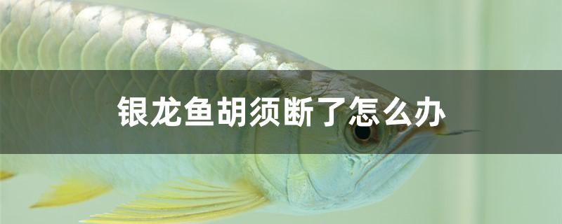 银龙鱼胡须断了怎么办 玫瑰银版鱼 第1张