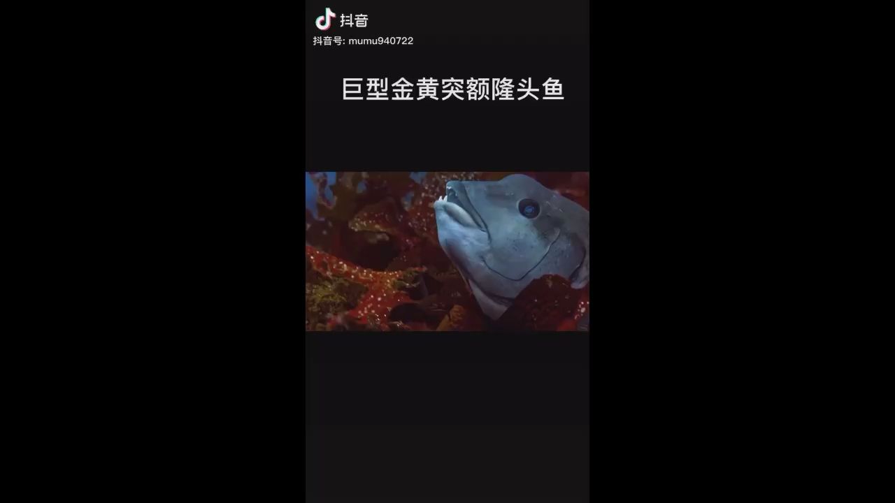 巨型隆头鱼