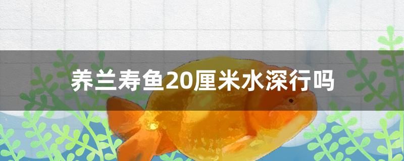 养兰寿鱼20厘米水深行吗