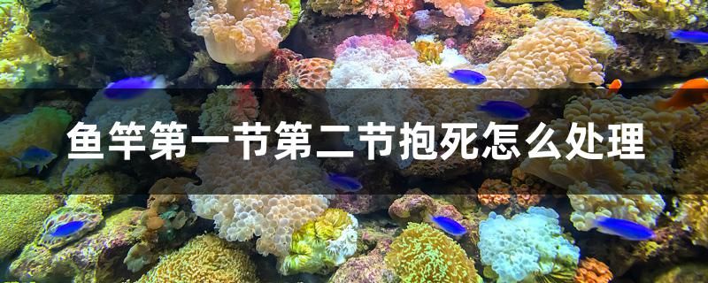 鱼竿第一节第二节抱死怎么处理 除藻剂 第1张