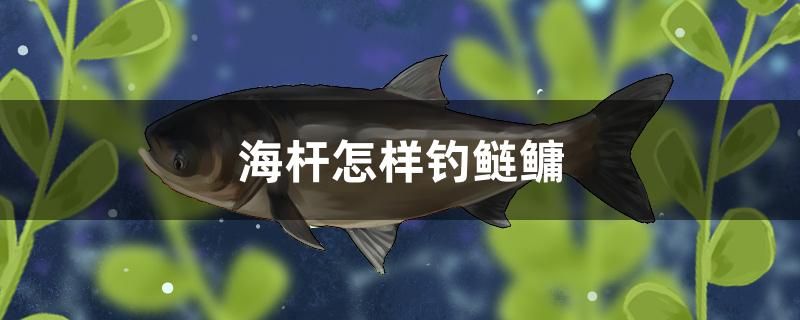 海杆怎样钓鲢鳙 速倍妥鱼粮鱼药 第1张