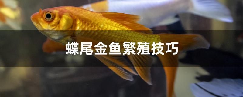 蝶尾金鱼繁殖技巧 短身红龙鱼 第1张