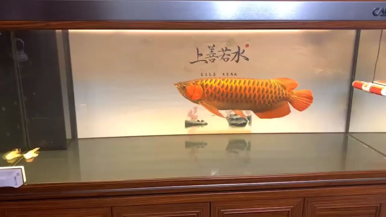 宝鸡水族批发市场地址电话号码查询（宝鸡卖观赏鱼的都有哪几个市场） 广州观赏鱼批发市场