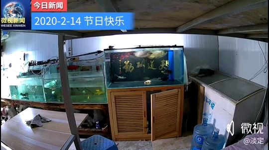 2—14  终于抓住它俩偷晴了 观赏鱼论坛 第1张