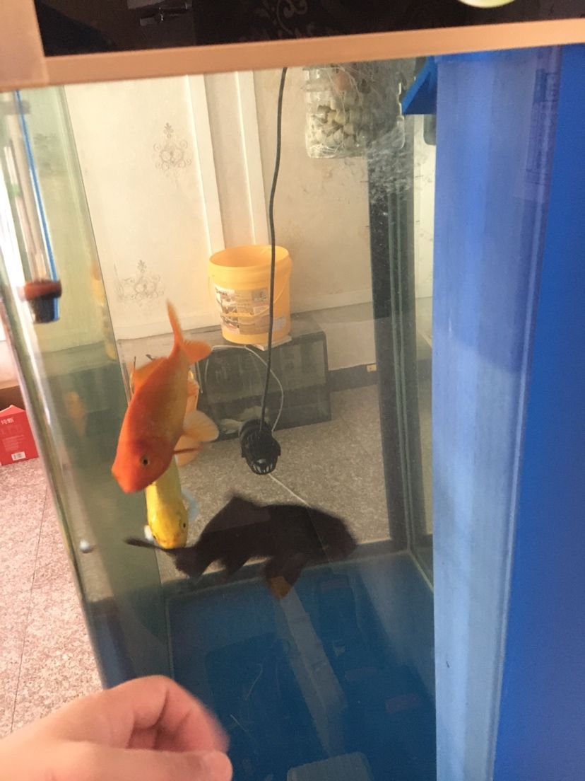 鼓楼区琪琪水族店