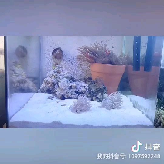 并联鱼缸 观赏鱼论坛 第1张