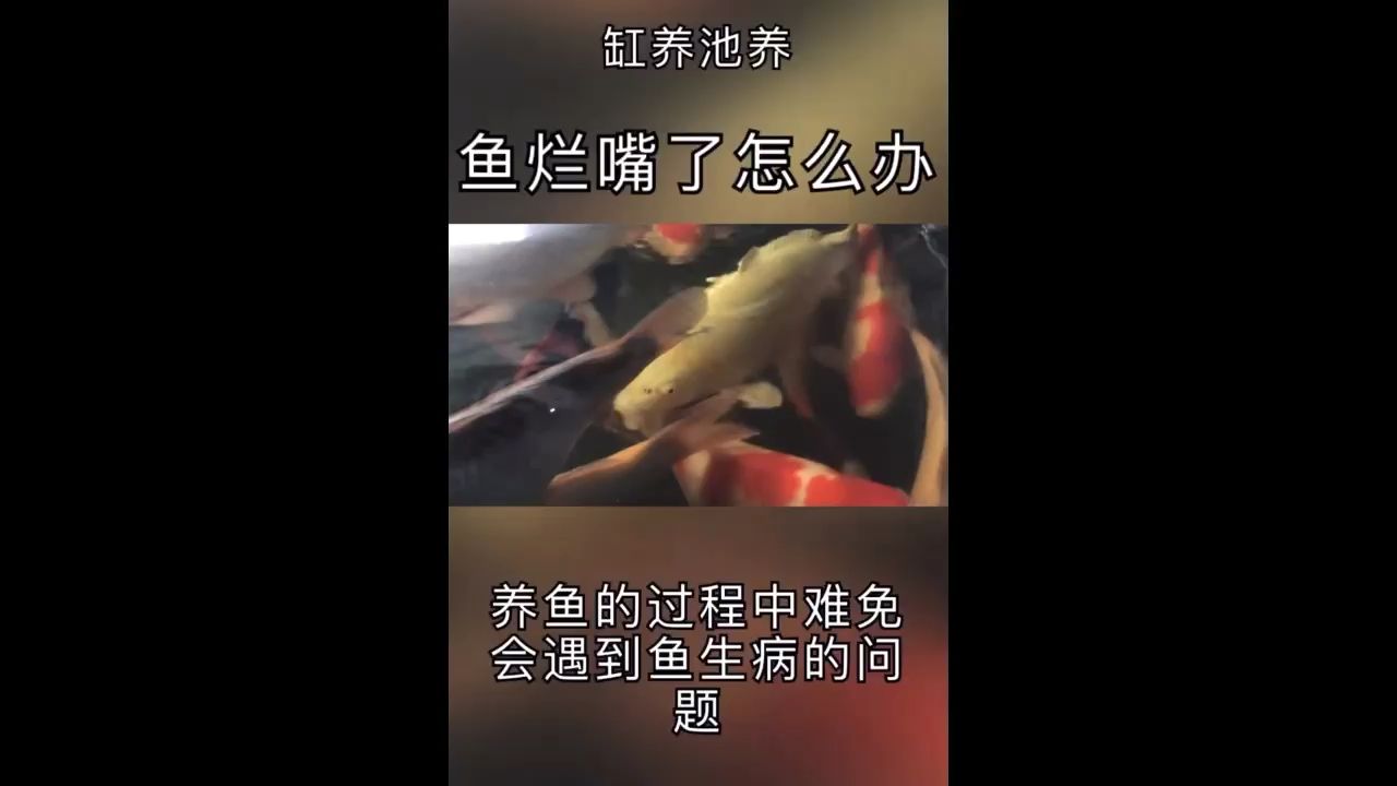 锦鲤鱼鱼嘴烂了怎么办？ 观赏鱼论坛 第1张