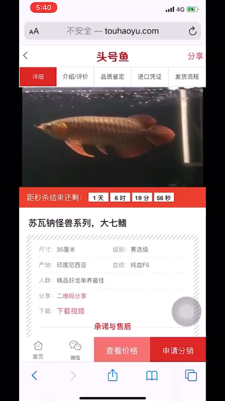 轻微掉眼大湖红龙福利价 观赏鱼论坛 第1张