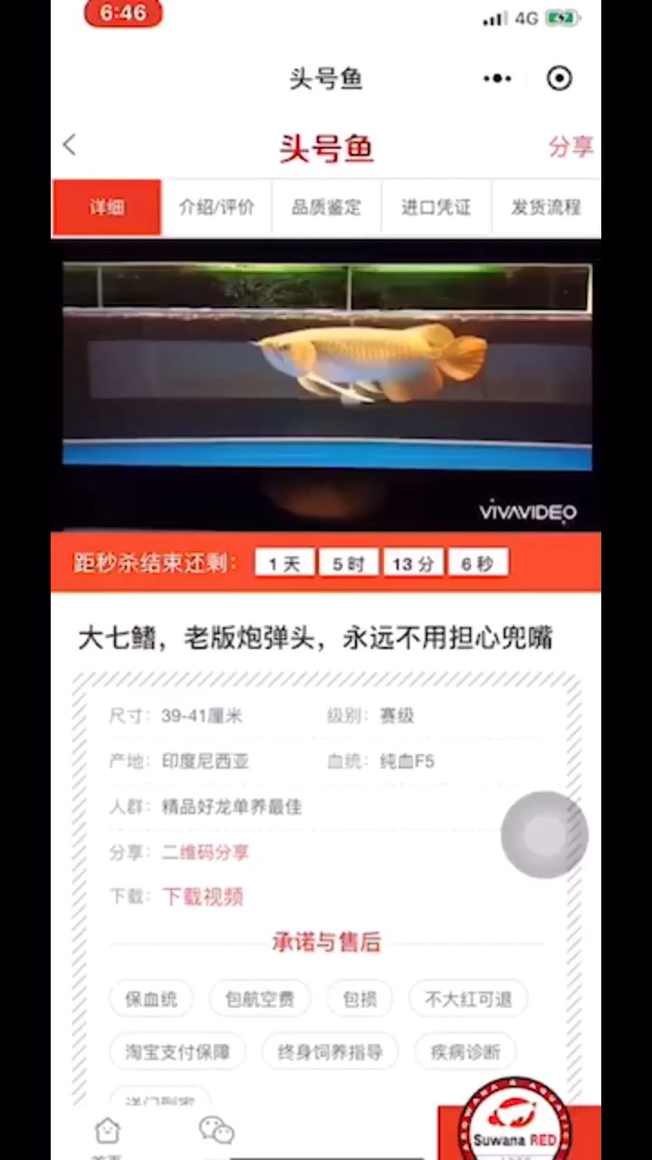 顶级大湖红龙代购 观赏鱼论坛 第1张