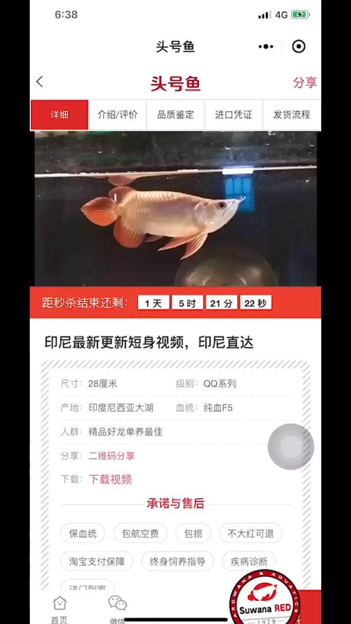 大翘头小短身大湖红龙代购 观赏鱼论坛 第1张