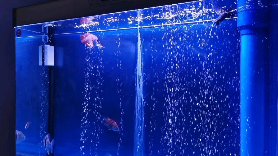 鱼缸水族箱十大品牌（鱼缸水族箱品牌排行榜） 其他品牌鱼缸