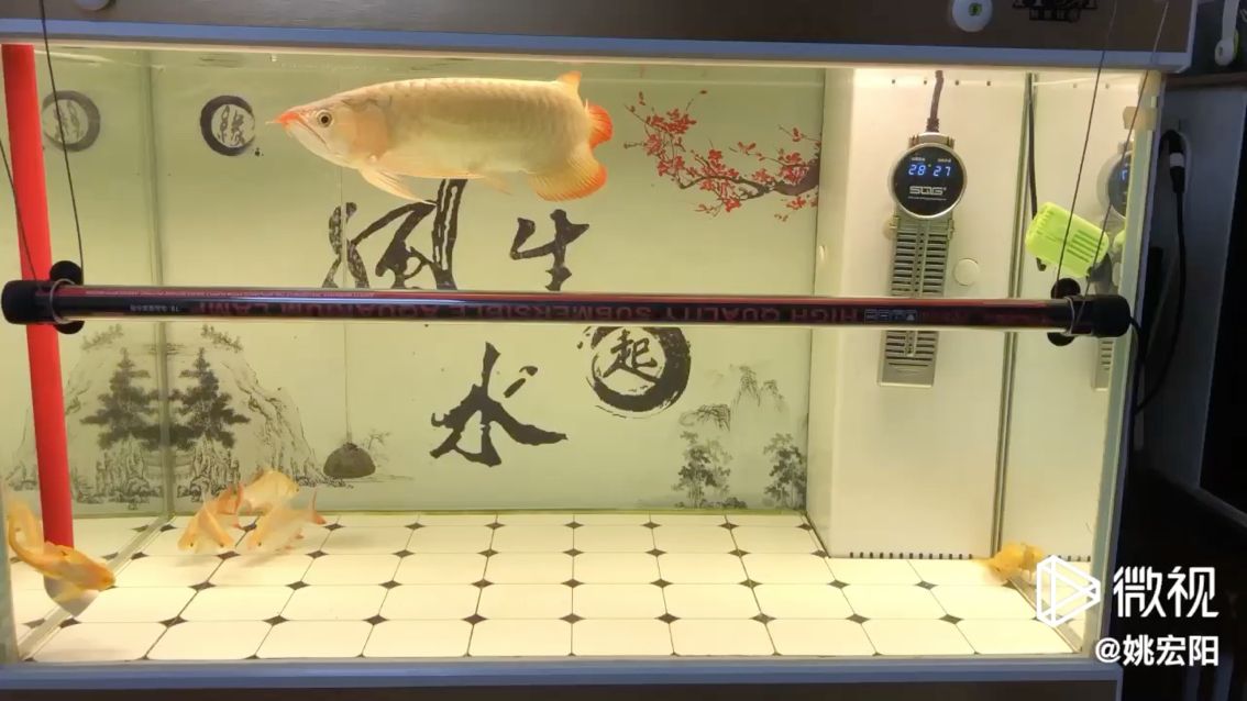 沈阳鱼缸定制哪家好一点（沈阳哪里卖鱼缸） 水族维护服务（上门） 第1张