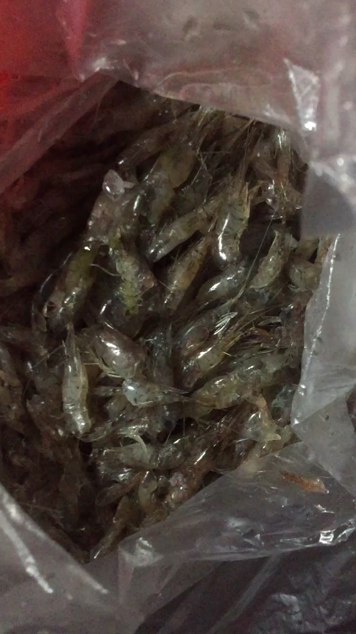 小白一个月的粮食！ 观赏鱼论坛 第1张