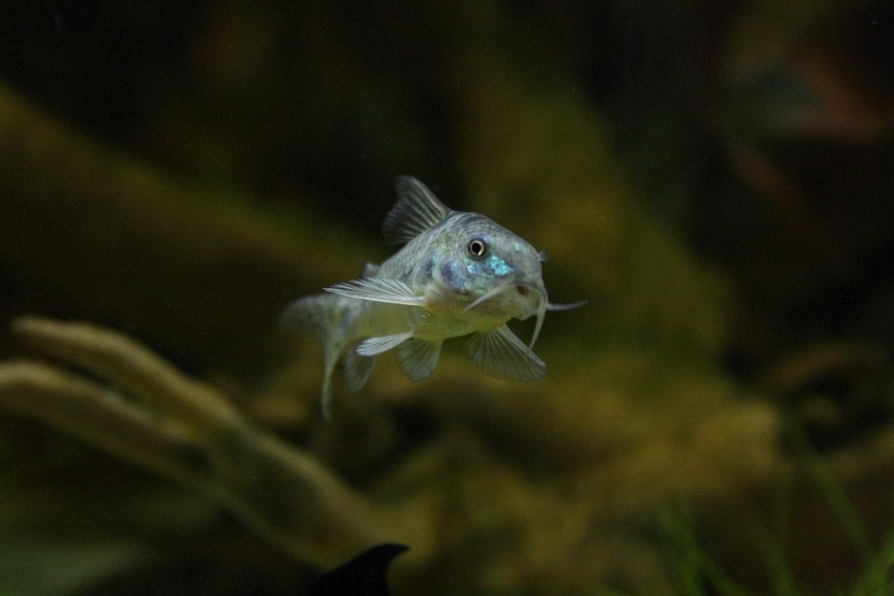 东营水族批发市场地址在哪里啊几点开门（好，我在微商上的e贝代购买了一双鞋，回来） 福满钻鱼 第2张