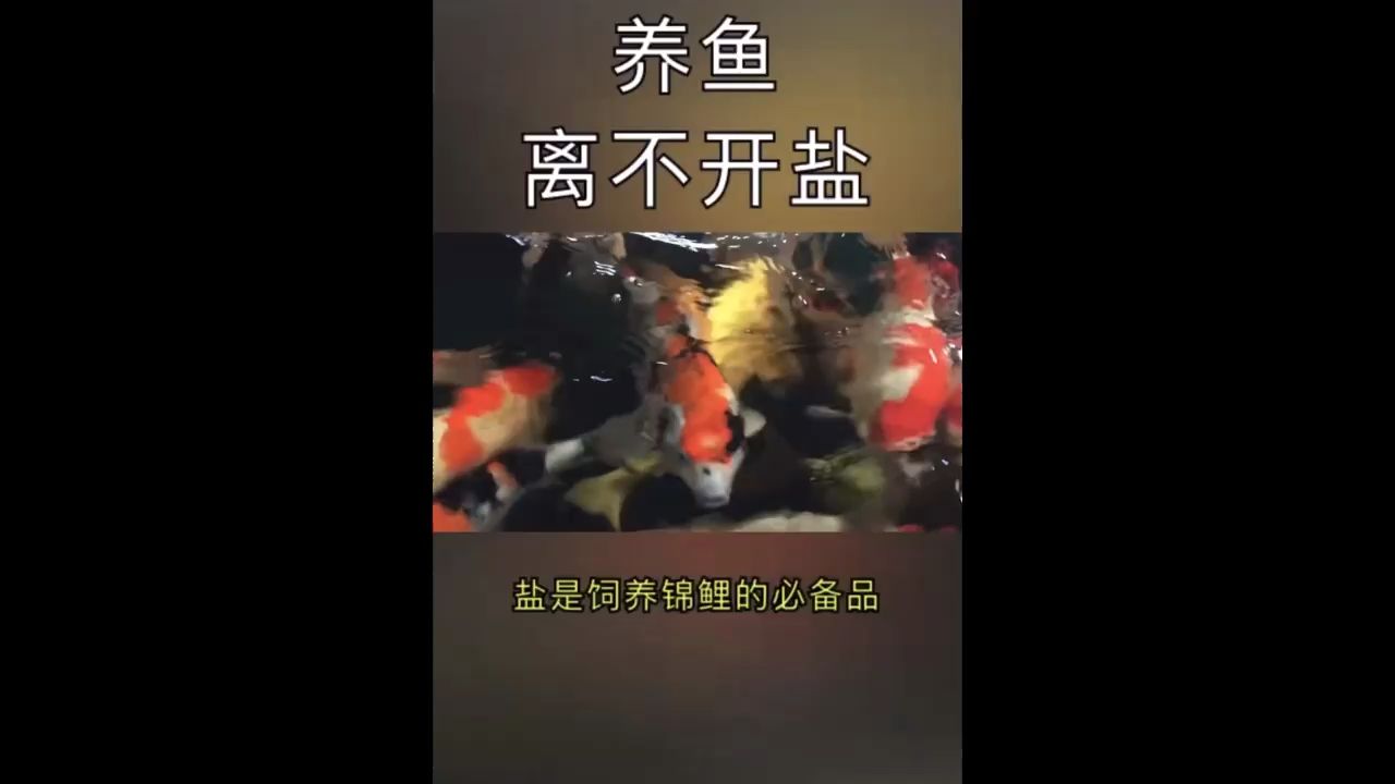 养鱼离不开盐 观赏鱼论坛 第1张