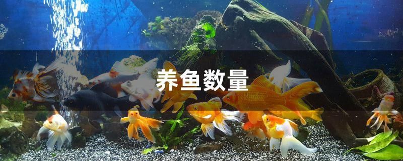 养鱼数量多少合适 申古三间鱼 第1张