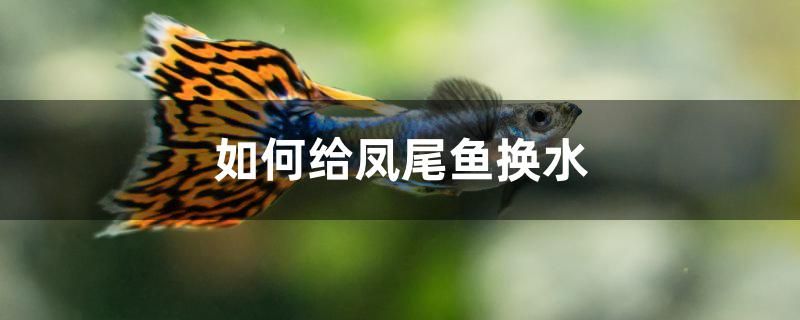 如何给凤尾鱼换水 其他宠物 第1张