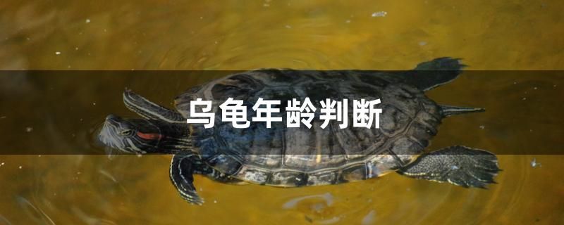 乌龟年龄判断 观赏鱼 第1张