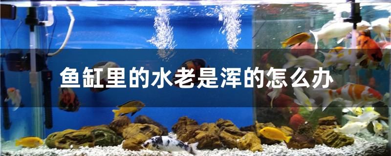 鱼缸里的水老是浑的怎么办 纯血皇冠黑白魟鱼 第1张