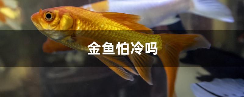 金鱼怕冷吗 飞凤鱼 第1张