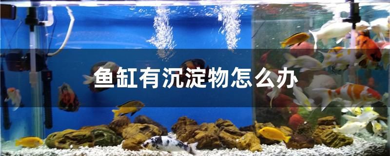 鱼缸有沉淀物怎么办 祥龙鱼场 第1张