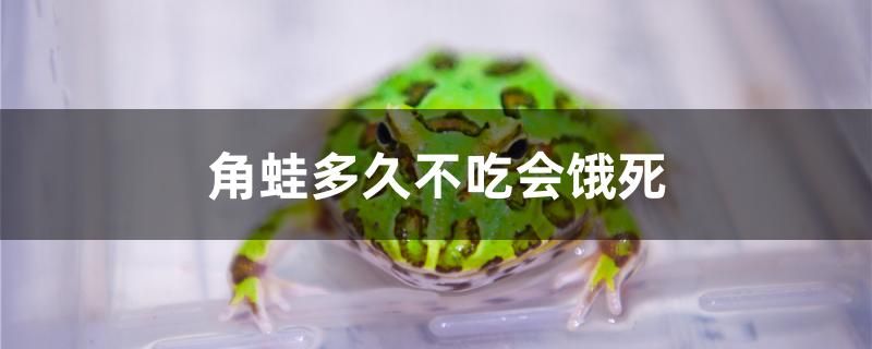 角蛙多久不吃会饿死 巴西亚鱼 第1张