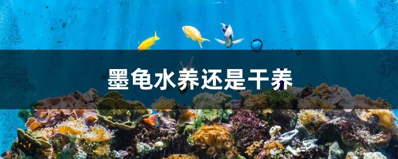 墨龟水养还是干养