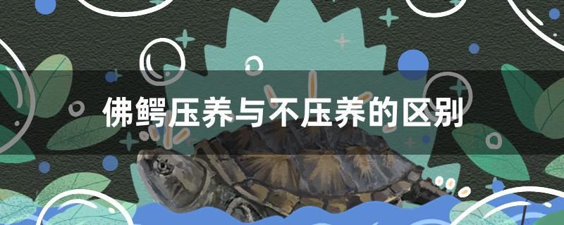 佛鳄压养与不压养的区别 定时器/自控系统 第1张