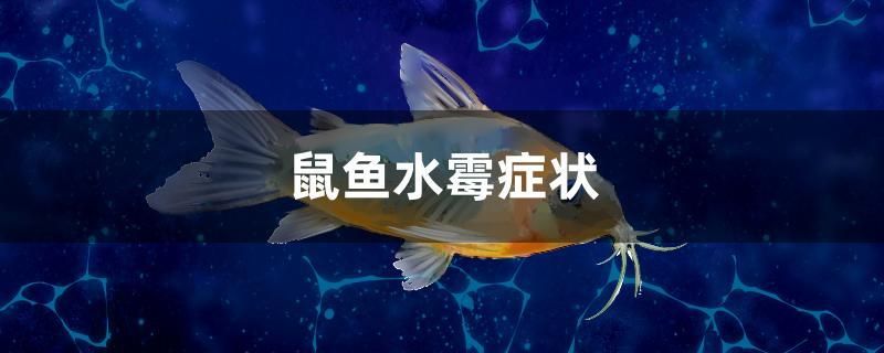 鼠鱼水霉症状 双线侧鱼 第1张