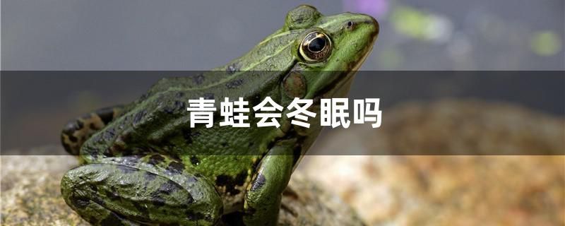 青蛙会冬眠吗 过背金龙鱼 第1张