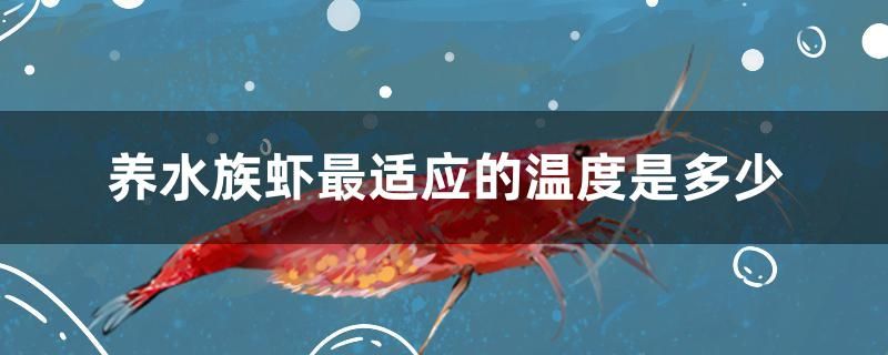 养水族虾最适应的温度是多少 红龙专用鱼粮饲料 第1张