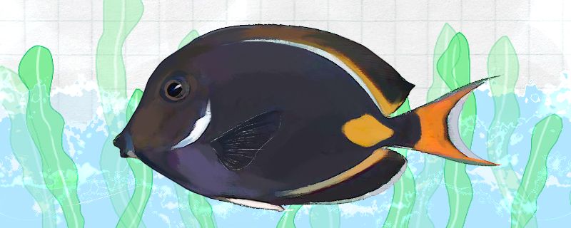 橙棘吊好养吗怎么养 水族展会 第1张