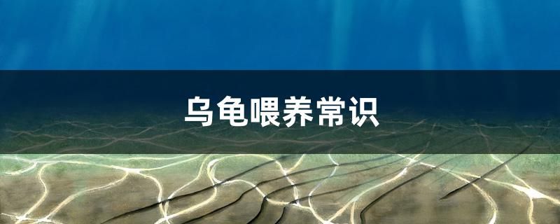 乌龟喂养常识 红白锦鲤鱼 第1张