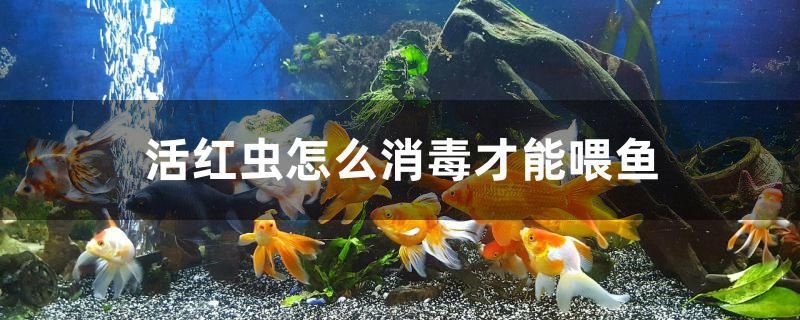 活红虫怎么消毒才能喂鱼 观赏鱼企业目录 第1张