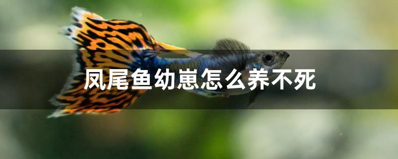 凤尾鱼幼崽怎么养不死 鱼缸等水族设备 第1张