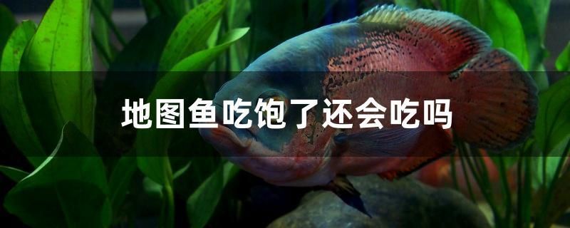 地图鱼吃饱了还会吃吗