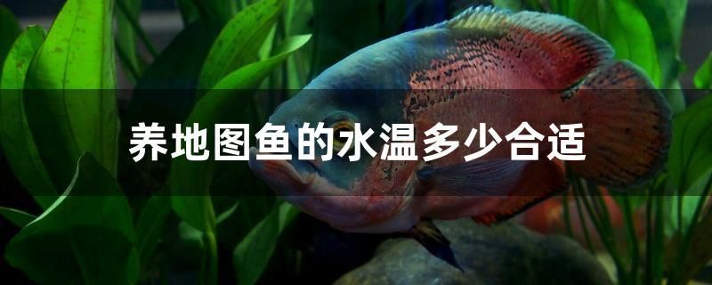 养地图鱼的水温多少合适 福虎/异型虎鱼/纯色虎鱼