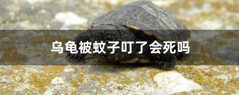 乌龟被蚊子叮了会死吗 海水鱼