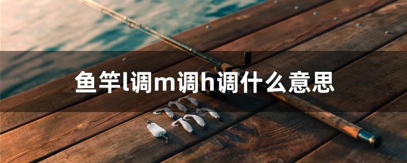 鱼竿l调m调h调什么意思 观赏鱼百科