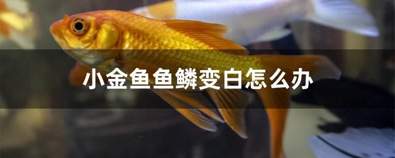 小金鱼鱼鳞变白怎么办 水族世界