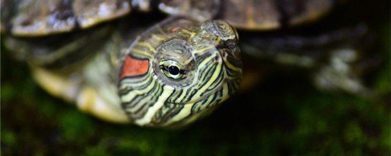 乌龟腐皮病会自愈吗怎么治疗 祥龙水族滤材/器材