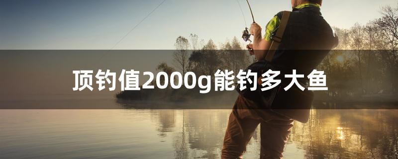 顶钓值2000g能钓多大鱼