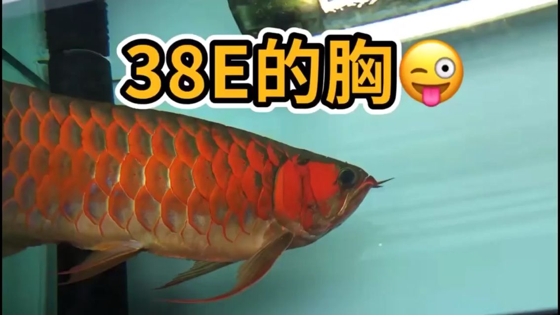 38E的大胸（鳍）