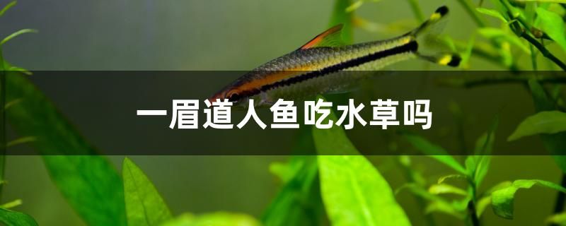 一眉道人鱼吃水草吗