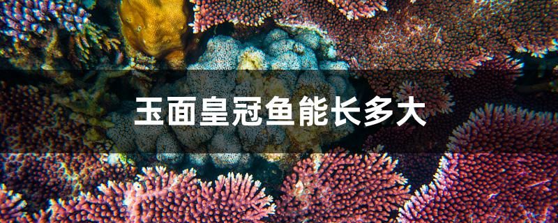 玉面皇冠鱼能长多大 鱼缸等水族设备