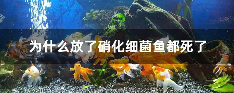 为什么放了硝化细菌鱼都死了 狗仔招财猫鱼