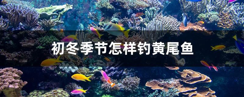 初冬季节怎样钓黄尾鱼 白化火箭