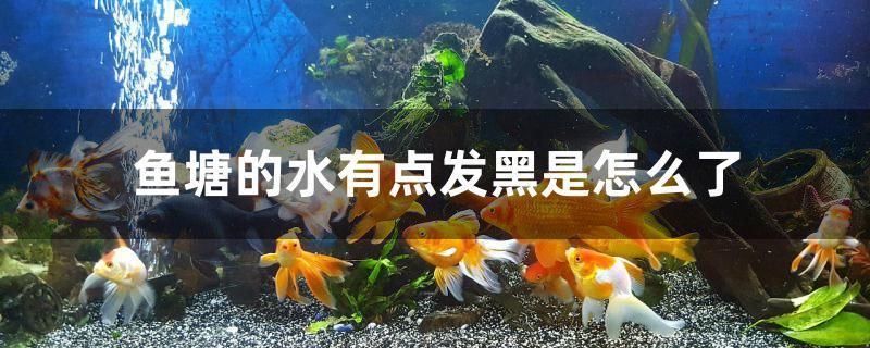 鱼塘的水有点发黑是怎么了 帝王迷宫