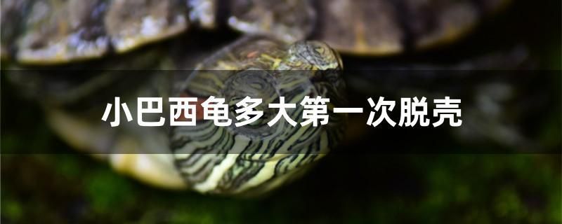 小巴西龟多大第一次脱壳 水族世界